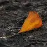 kaiyun-dz蠱9a姹犵J?,M(北极mmmmmmlluuu)